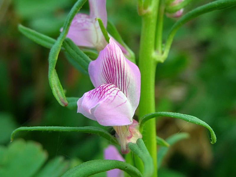 Misopates orontium / Gallinetta comune